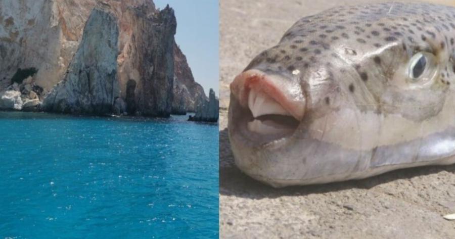 «Σπέρνει» τον τρόμο στις ελληνικές θάλασσες: Εμφανίστηκε ο «εισβολέας» που απειλεί ψάρια και ανθρώπους