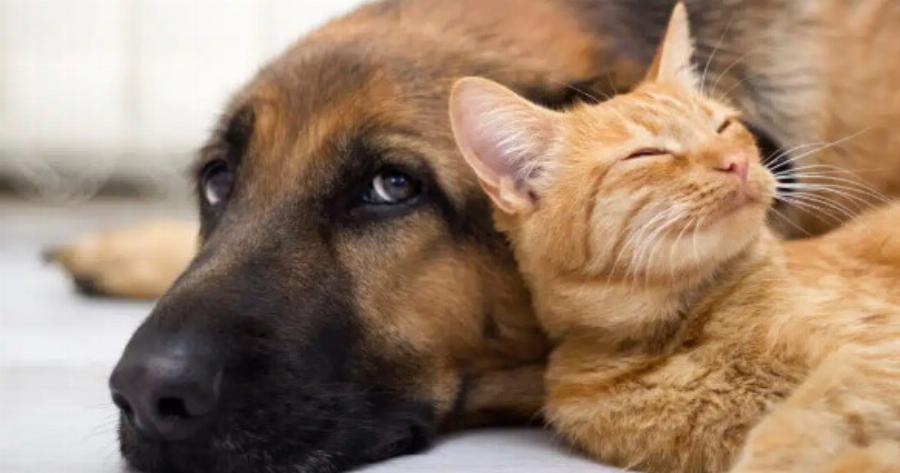 «Βoμβα»: Έχεις γάτα ή σκύλο; Θα πληρώσεις χαράτσι 150 εuρώ – Σάλος με τα ζώα συντροφιάς