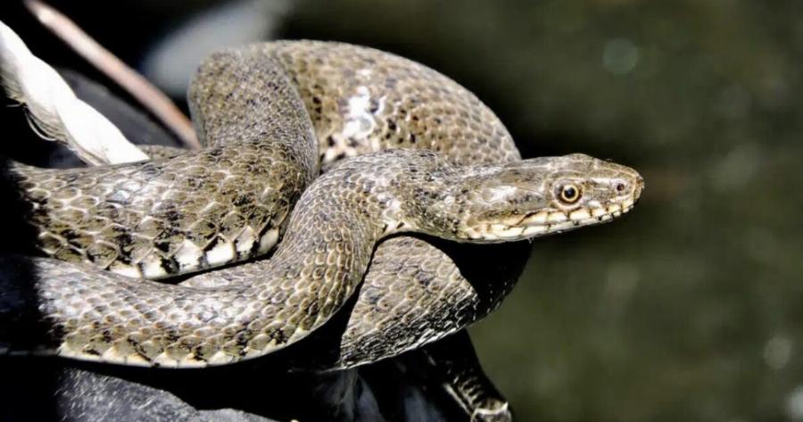 Το φίδι που εξαπλώνεται στην Κρήτη – Παριστάνει το νεκρό όταν απειληθεί
