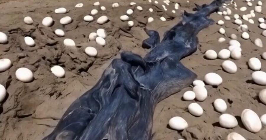 Ένας αγρότης βρήκε μικρά αυγά στο χωράφι του: οι βιολόγοι σοκαρίστηκαν όταν κατάλαβαν σε ποιον ανήκαν