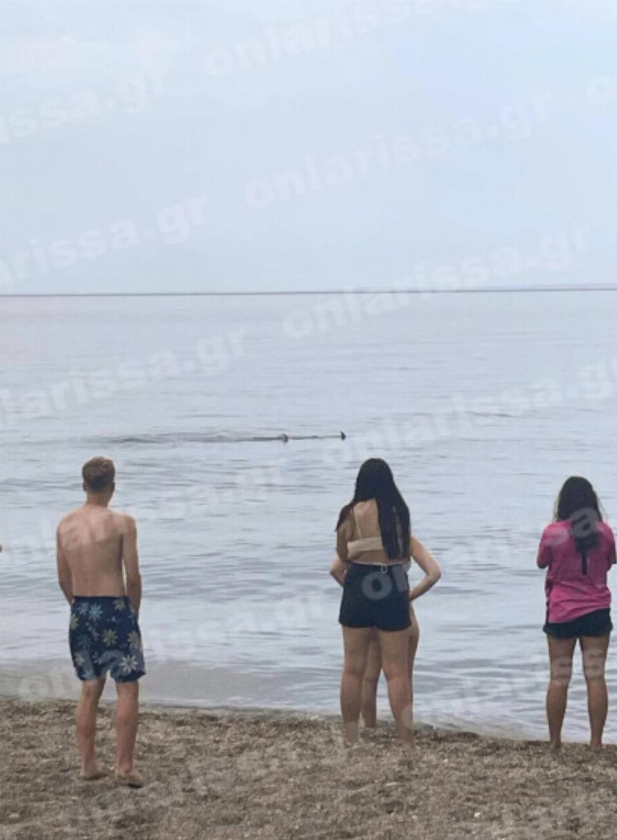 Χαμός ξανά σε ελληνική παραλία: Έτρεχαν οι λουόμενοι έξω από τη θάλασσα πανικόβλητοι με αυτό που εμφανίστηκε