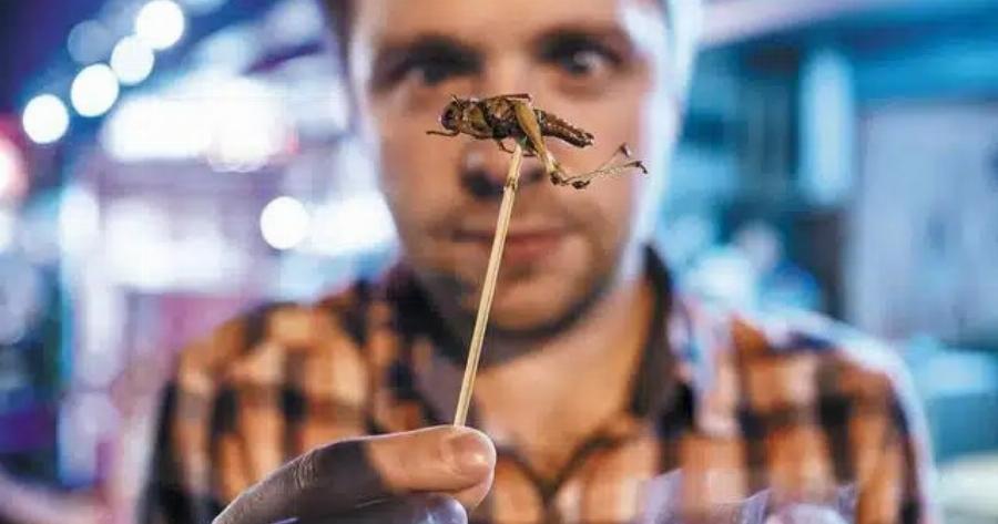 Θα τρώμε έντομα χωρίς να το ξέρουμε; Το σχέδιο, οι φόβοι και η ελληνική πραγματικότητα