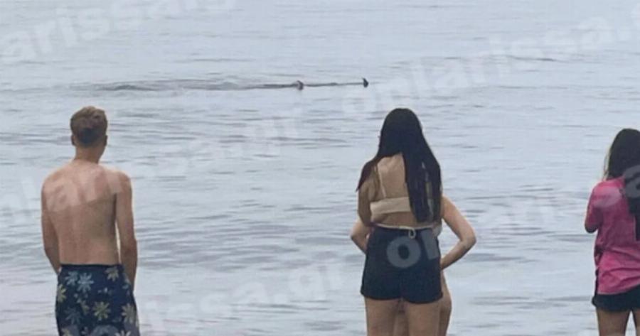 Χαμός ξανά σε ελληνική παραλία: Έτρεχαν οι λουόμενοι έξω από τη θάλασσα πανικόβλητοι με αυτό που εμφανίστηκε