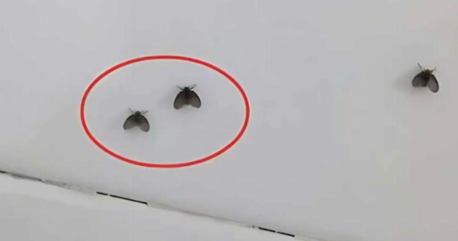 Εξαφανίστε τα μικρά μαύρα ζωύφια που εμφανίζονται στο μπάνιο με ένα πολύ απλό τρόπο