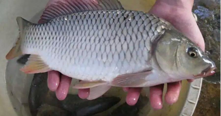 Τα ψάρια με την περισσότερη περιεκτικότητα σε υδράργυρο