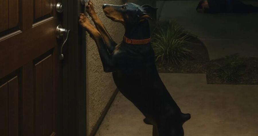 Στις τρεις τα ξημερώματα κάποιος χτύπησε επίμονα την πόρτα μας, ο άντρας μου πήγε να δει και είδε έναν ντομπερμάν στο κατώφλι: μείναμε σοκαρισμένοι όταν μάθαμε γιατί ο σκύλος το έκανε αυτό