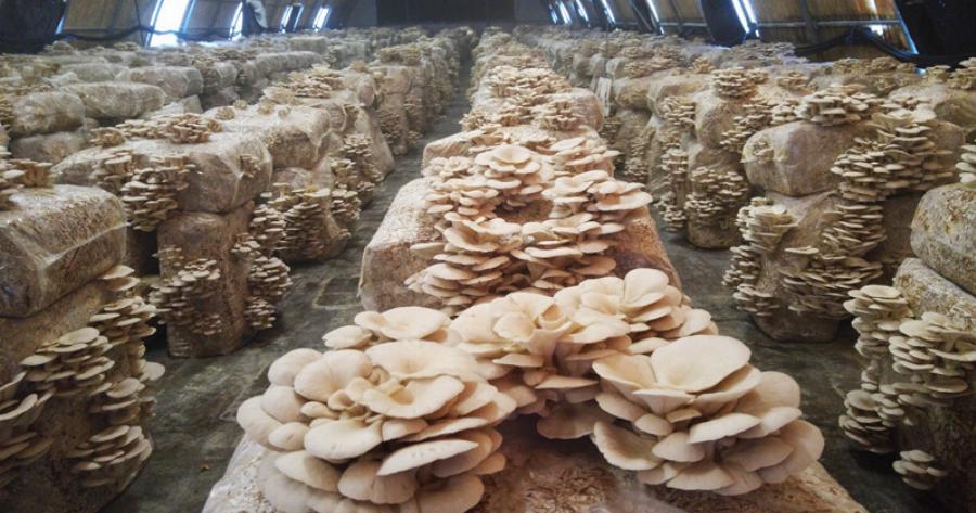 Μεγάλη ευκαιρία: Η καλλιέργεια αποδίδει 40.000€ ανά στρέμμα ετησίως και ασχολούνται ελάχιστοι