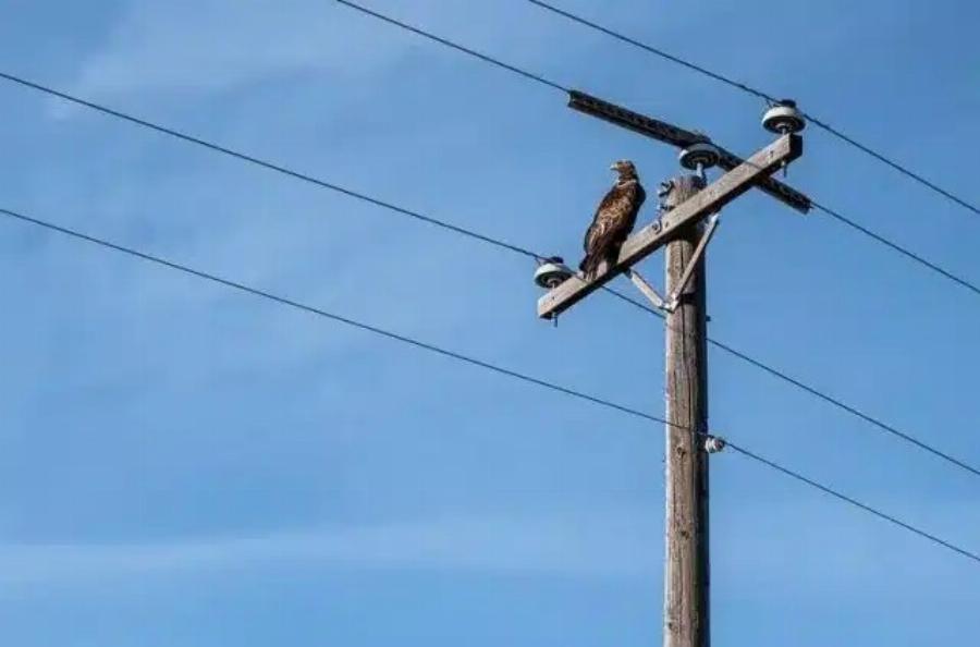 Γιατί τα πουλιά δεν παθαίνουν ηλεκτροπληξία στα καλώδια της ΔΕΗ