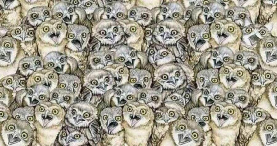 ΤΕΣΤ: Μπορείτε να βρείτε το γατάκι ανάμεσα στις κουκουβάγιες σε λιγότερο απο 30 δεύτερα