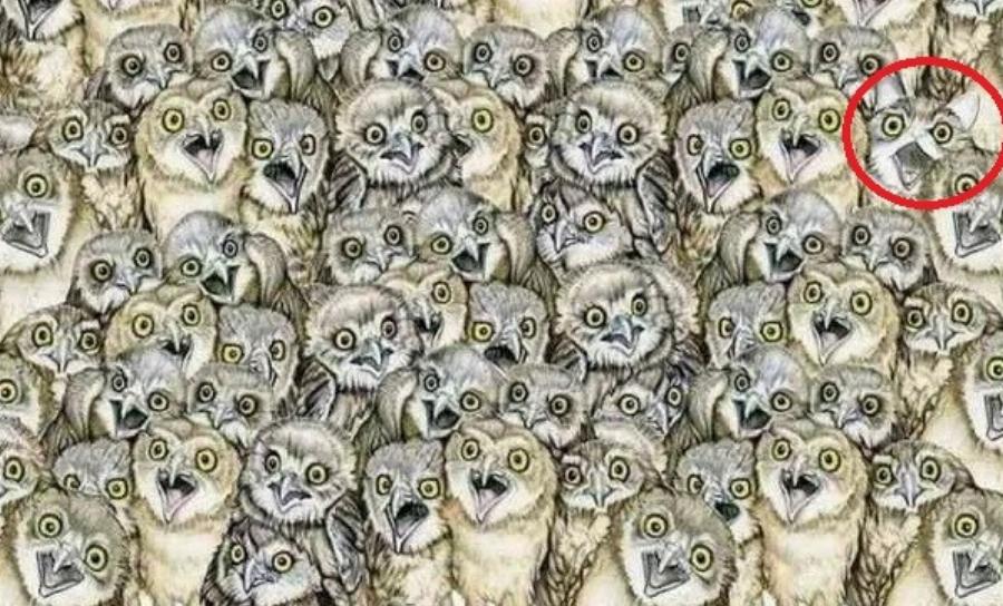 ΤΕΣΤ: Μπορείτε να βρείτε το γατάκι ανάμεσα στις κουκουβάγιες σε λιγότερο απο 30 δεύτερα