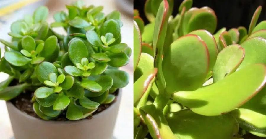 Τραβάει χρńμα & πλούτο σαν μαγνήτης: Το φuτό που θα αλλάξει την τύχη σου με το που θα το βάλεις σπίτι σου