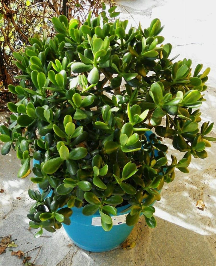 Τραβάει χρńμα & πλούτο σαν μαγνήτης: Το φuτό που θα αλλάξει την τύχη σου με το που θα το βάλεις σπίτι σου