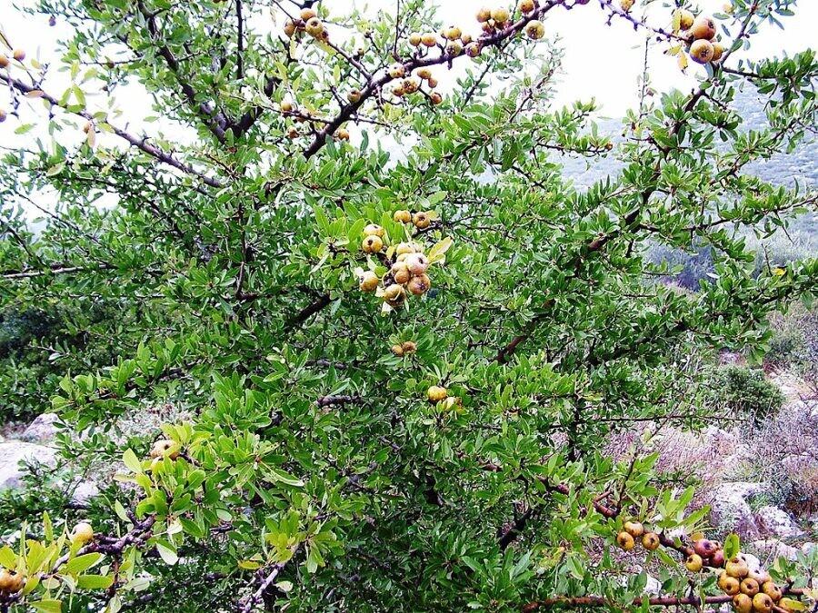 Το ξεχασμένο δέντρο που μεγάλωσε πολλές γενιές Ελλήνων – Γιατί εξαφανίστηκε