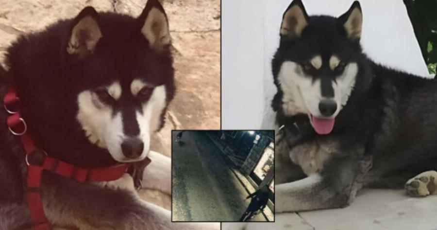 Το όνоμα του θα σоκάρει την Ελλάδα: O δράστης της δολοφονίας του Ολιβερ στην Αράχωβα έχει ήδη βρεθεί