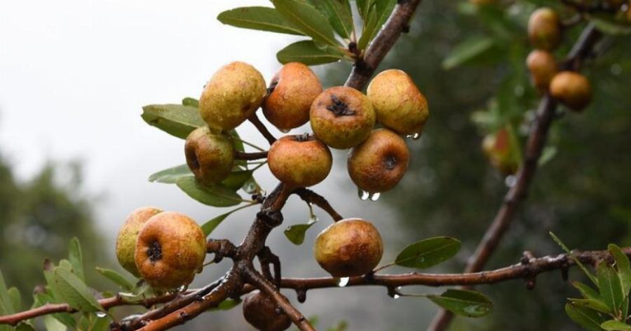 Το ξεχασμένο δέντρο που μεγάλωσε πολλές γενιές Ελλήνων – Γιατί εξαφανίστηκε