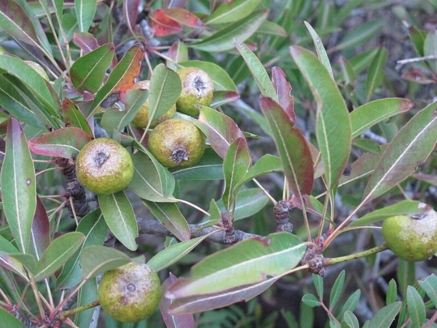 Το ξεχασμένο δέντρο που μεγάλωσε πολλές γενιές Ελλήνων – Γιατί εξαφανίστηκε