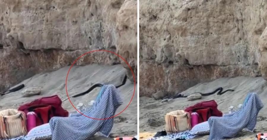 ΣΟΚ ΣΕ ΠΑΣΙΓΩΝΣΤΗ ΠΑΡΑΛΙΑ ΓΕΜΑΤΗ ΚΟΣΜΟ: ΤΕΡΑΣΤΙΑ ΜΑΥΡΑ ΦΙΔΙΑ ΕΜΦΑΝΙΣΤΗΚΑΝ ΑΠΟ ΤΟ ΠΟΥΘΕΝΑ ΚΙ… ΕΚΟΒΑΝ ΒΟΛΤΕΣ ΑΝΑΜΕΣΑ ΣΤΟΥΣ ΛΟΥΟΜΕΝΟΥΣ