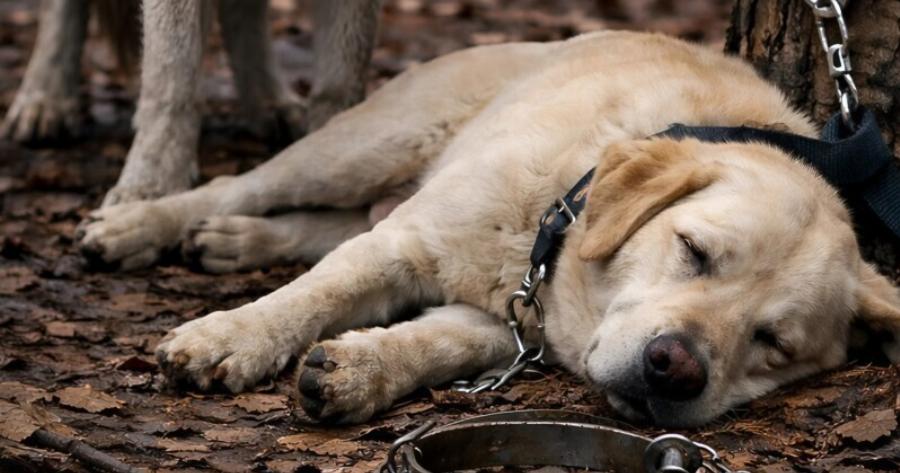 Ένας άντρας πήγε τον σκύλο του στο δάσος και τον έδεσε σε ένα δέντρο, ελπίζοντας να τον ξεφορτωθεί. Κανείς όμως δεν μπορούσε να φανταστεί τι θα έκανε ο λύκος στον σκύλο