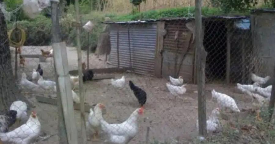 Έλληνας συνταξιούχος ζει εδώ και 7 μήνες σε κοτέτσι για να μην έχει επαφή με σύζυγο και κόρη