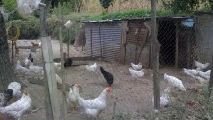 Έλληνας συνταξιούχος ζει εδώ και 7 μήνες σε κοτέτσι για να μην έχει επαφή με σύζυγο και κόρη