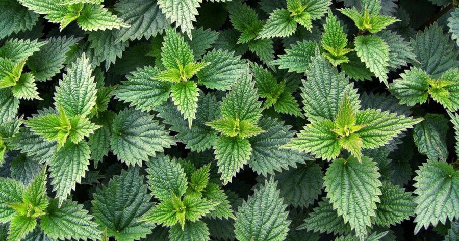 Καταπολεμά τη φλεγμονή, μειώνει τη πίεση: Το βότανο που λάτρευαν οι Αρχαίοι Έλληνες αλλά πλέον δε τρώει κανείς