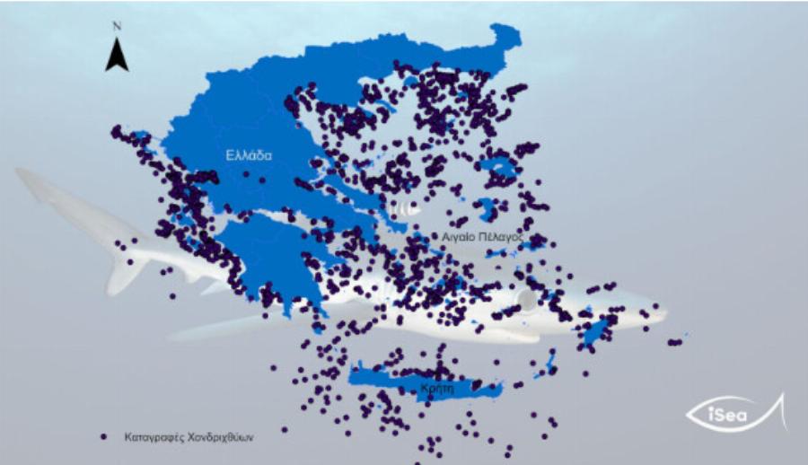 Γέμισαν με καρχαρίες οι ελληνικές θάλασσες – Σε ποιες περιοχές