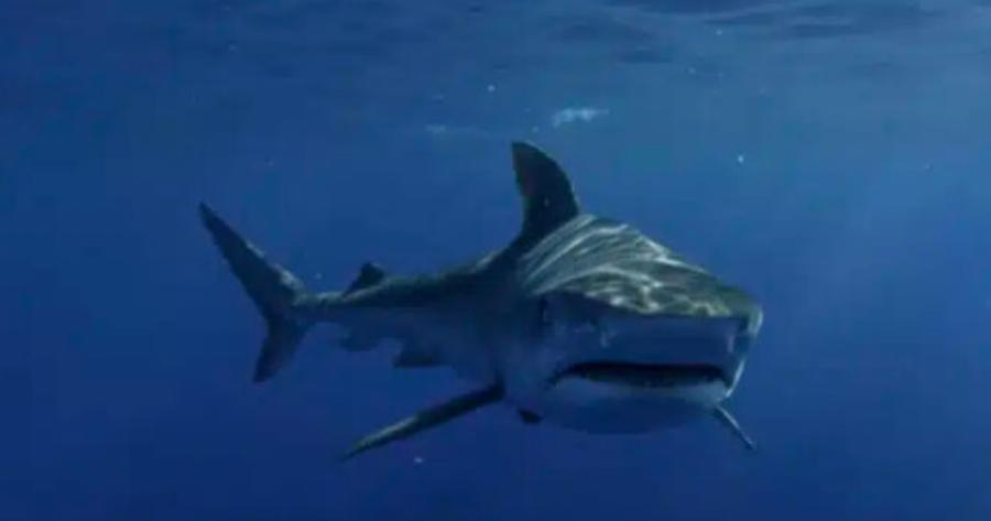 Γέμισαν με καρχαρίες οι ελληνικές θάλασσες – Σε ποιες περιοχές
