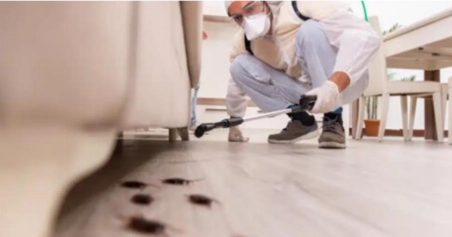 Τpόμος σε πόλη της Ελλάδας: Κατακλύστηκε από ιπτάμενες κατσαρίδες «Σβαρτσενέγκερ» – Γιατί αυξήθnκαν