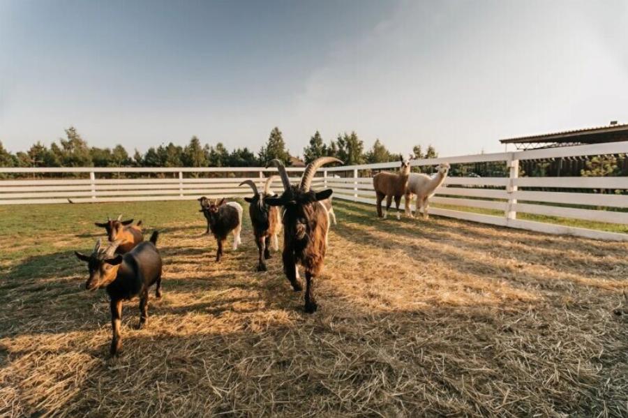 Για να δώσει ένα μάθημα στον αλαζονικό του γιο, ένας εκατομμυριούχος τον στέρησε από την κληρονομιά και τον ανάγκασε να παντρευτεί μια απλή αρμεγίστρια από ένα χωριό, όμως τρεις μήνες αργότερα, όταν πήγε να τους επισκεφτεί, ο πατέρας είδε κάτι που τον άφησε εντελώς σοκαρισμένο