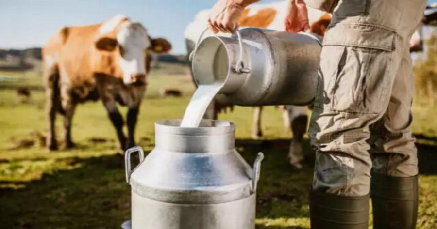 Τέλος στο γάλα απ’ το χωριό: Η γρίπη των πτηνών εξαπλώθηκε σε αγελάδες, κατσίκες