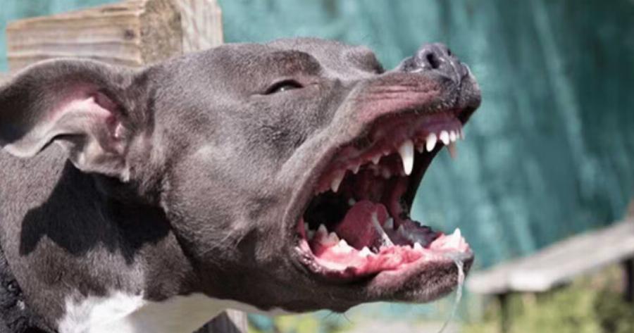 Φρίκη με πιτμπουλ και 13 μηνών μωράκι