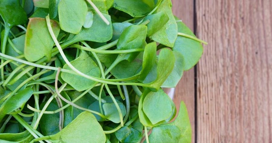 Γνωρίστε το αρχαιότερο λαχανικό που ενισχύει την όραση, δυναμώνει τα οστά και προλαμβάνει τον καρκίνο