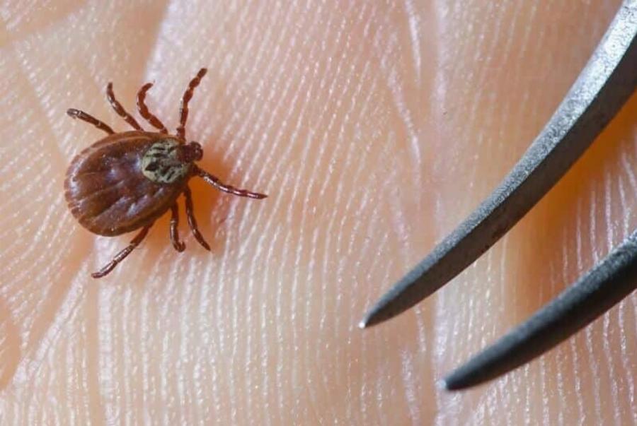 Αν βρείτε ένα τσιμπούρι μέσα στο σπίτι σας, να τι πρέπει να γνωρίζετε