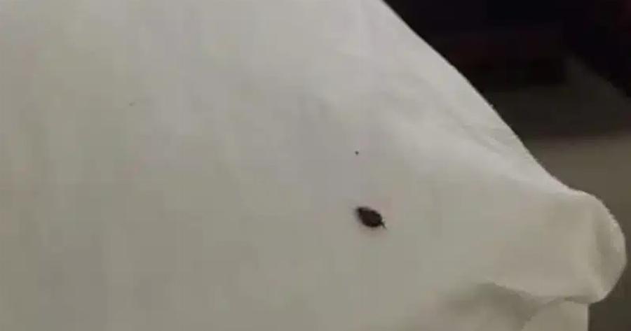 Αν βρείτε ένα τσιμπούρι μέσα στο σπίτι σας, να τι πρέπει να γνωρίζετε