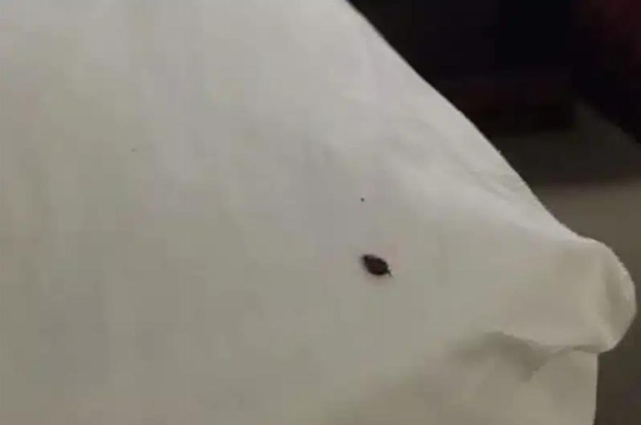 Αν βρείτε ένα τσιμπούρι μέσα στο σπίτι σας, να τι πρέπει να γνωρίζετε