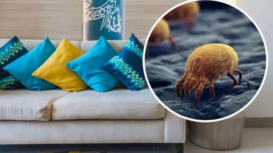 Αν βρείτε ένα τσιμπούρι μέσα στο σπίτι σας, να τι πρέπει να γνωρίζετε