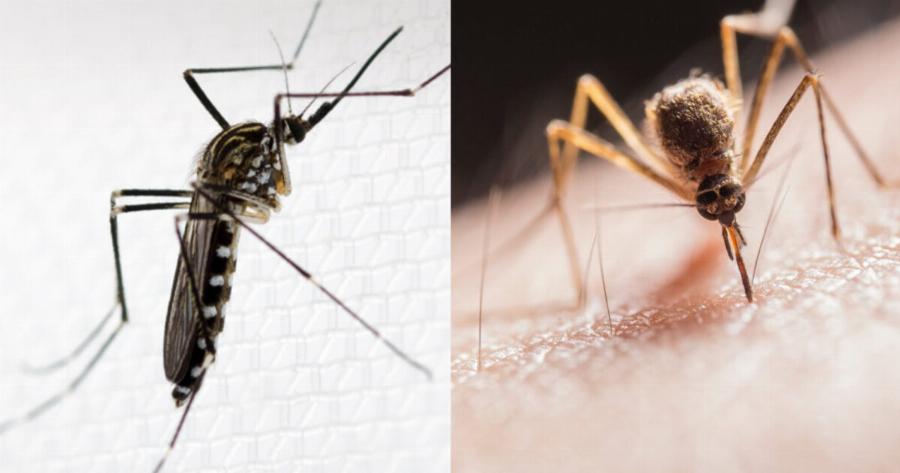 Κορεάτικα Κουνούπια που αντέχουν τον χειμώνα και το κρύο: Ποιοι οι κίνδυνοι και οι ιοί που μεταφέρουν