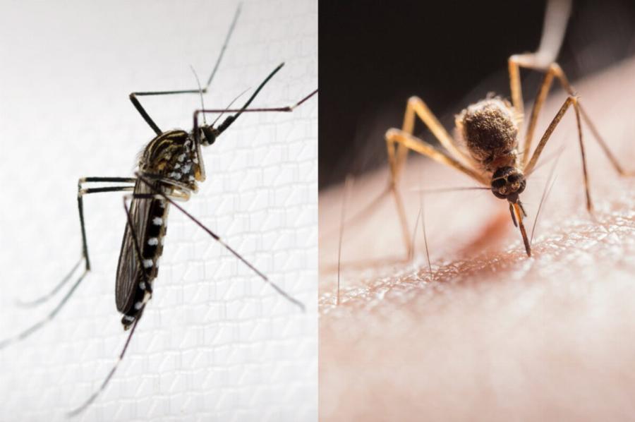 Κορεάτικα Κουνούπια που αντέχουν τον χειμώνα και το κρύο: Ποιοι οι κίνδυνοι και οι ιοί που μεταφέρουν