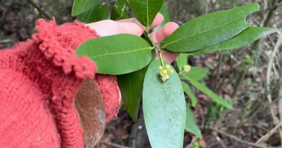 Το «βότανο της χριστιανοσύνης» που αντιμετωπίζει τις πέτρες στα νεφρά και τον διαβήτη και βελτιώνει τη μνήμη