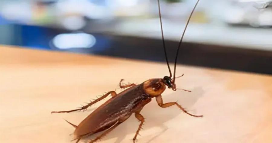 Το αντικείμενο που έλκει τις κατσαρίδες σαν μαγνήτης – Αν το έχετε στο σπίτι σας, πετάξτε το αμέσως!