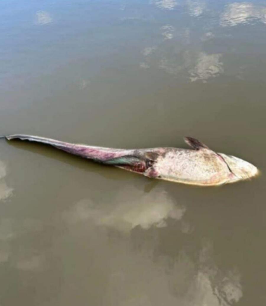 Μετά το Βόλο, ξεβράζει νεκρά ψάρια η τεχνητή λίμνη του Περδίκκα