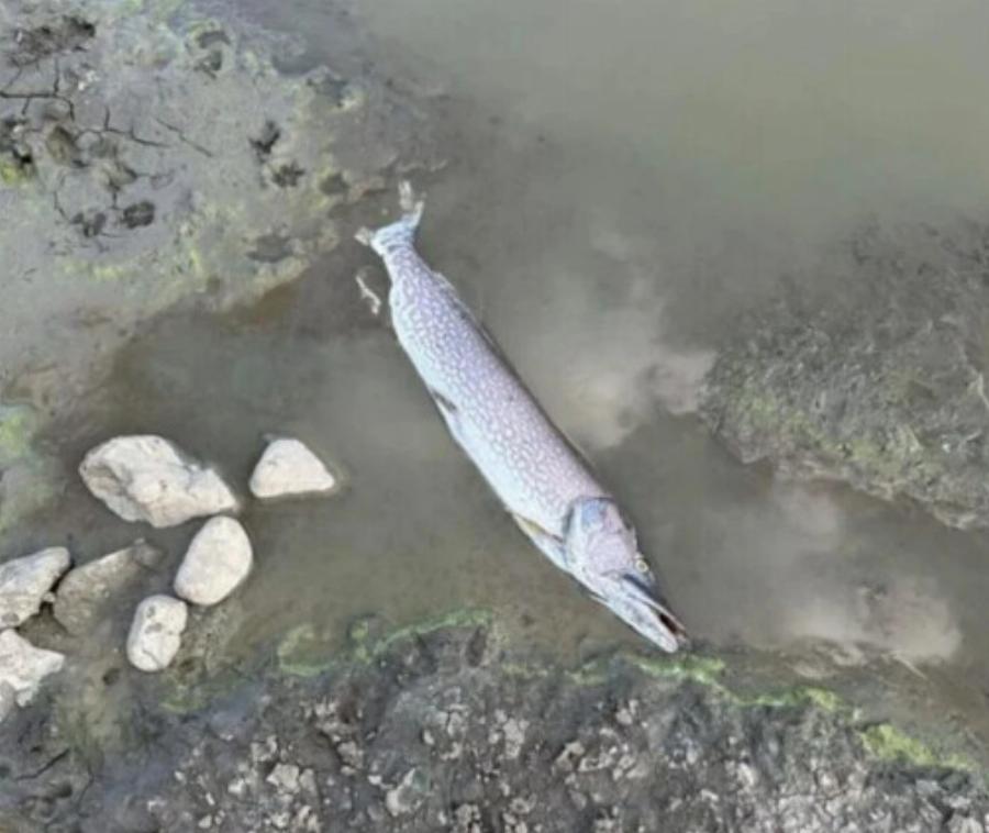 Μετά το Βόλο, ξεβράζει νεκρά ψάρια η τεχνητή λίμνη του Περδίκκα