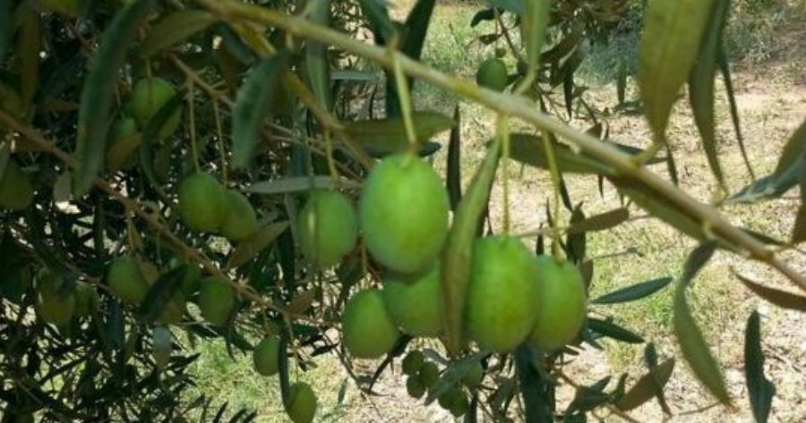 Ένα κείμενο που πρέπει να διαβάσουν όλοι οι ελαιοκαλλιεργητές στην Ελλάδα και θα τους αλλάξει τη ζωή