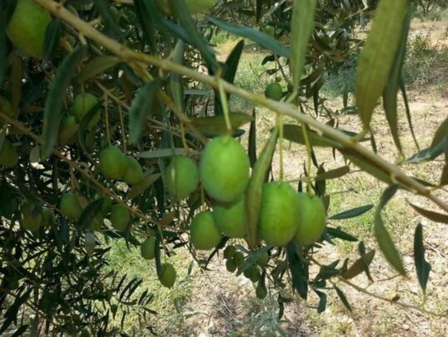 Ένα κείμενο που πρέπει να διαβάσουν όλοι οι ελαιοκαλλιεργητές στην Ελλάδα και θα τους αλλάξει τη ζωή
