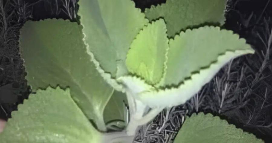 Αν εσείς ή ο γείτονάς σας έχει αυτό το φυτό στο σπίτι, τότε έχετε έναν θησαυρό