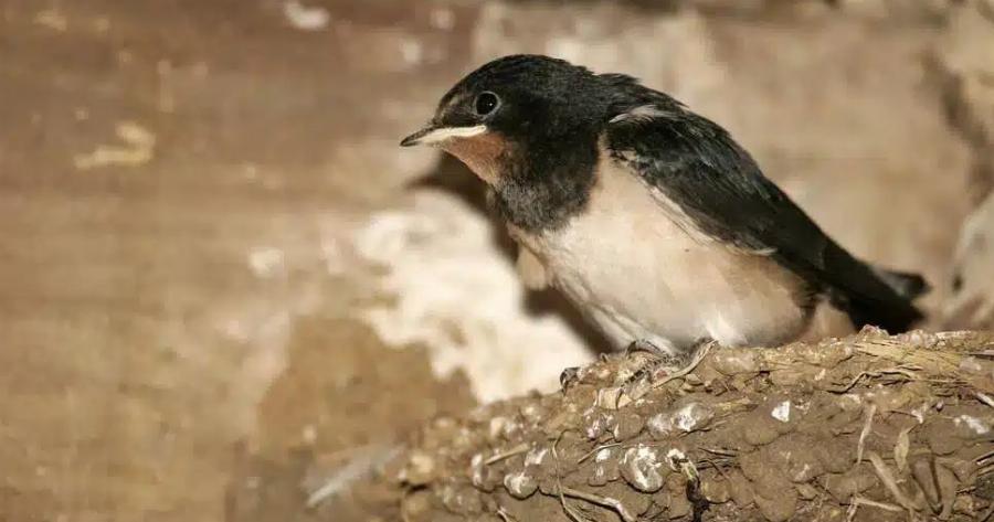 Ένα χελιδόνι έχει φτιάξει τη φωλιά του κάτω από τη στέγη ενός σπιτιού: Tι σημαίνει αυτός ο δημοφιλής οιωνός;