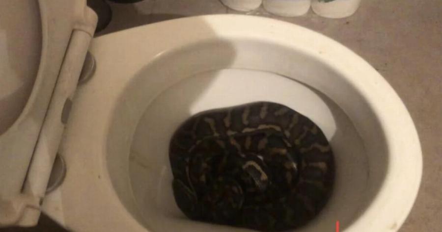 ΣOK στην Καστοριά: Πήγε στην τουαλέτα του σπιτιού του, σήκωσε το καπάκι και μόλις είδε τι κρυβόταν μέσα στη λεκάνη…