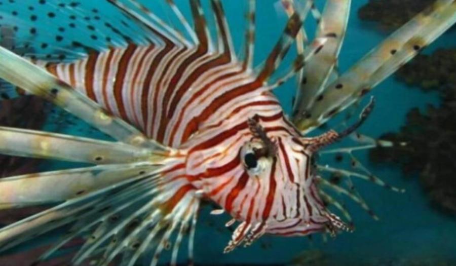 Αv μάθεις τι υπάρχει μέσα, δεν θα βουτήξεις καv: Τα επικίνδυνα ψαριά που κατέκλυσαν τις ελληνικές θάλασσες