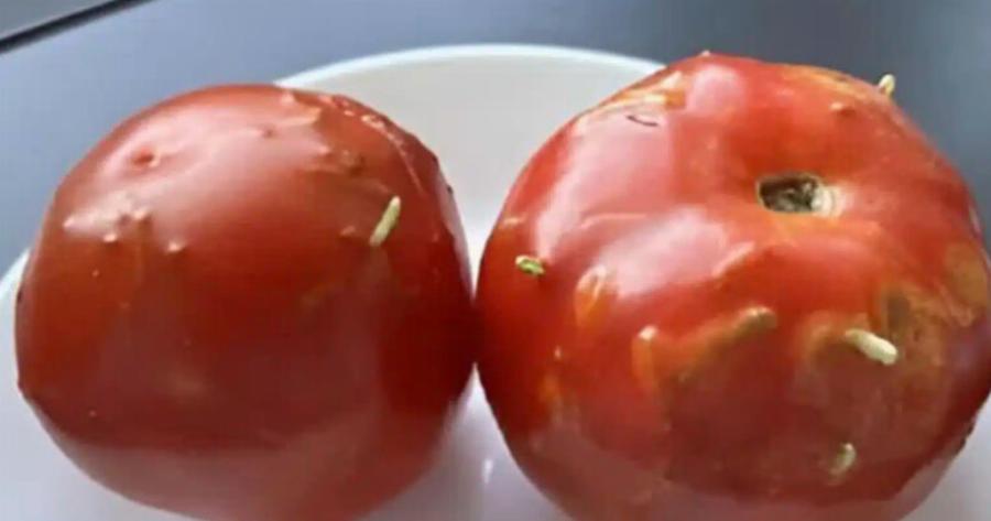 Παράξενος γρίφος: Χτυπημένες ντομάτες, μια απρόσμενη ανακάλυψη στην κουζίνα μου