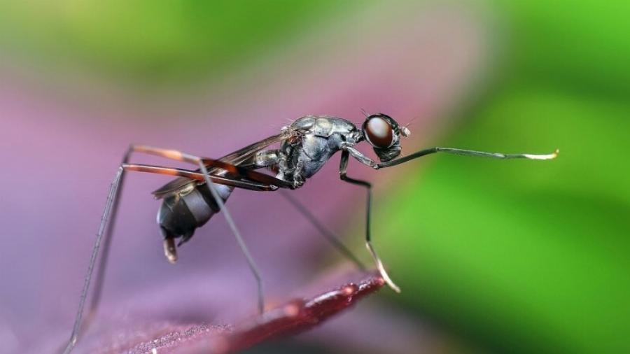 Ξεφορτωθείτε τα μυρμήγκια από την κουζίνα σας: Οι 8 τρόποι που θα σας «σώσουν» τη ζωή